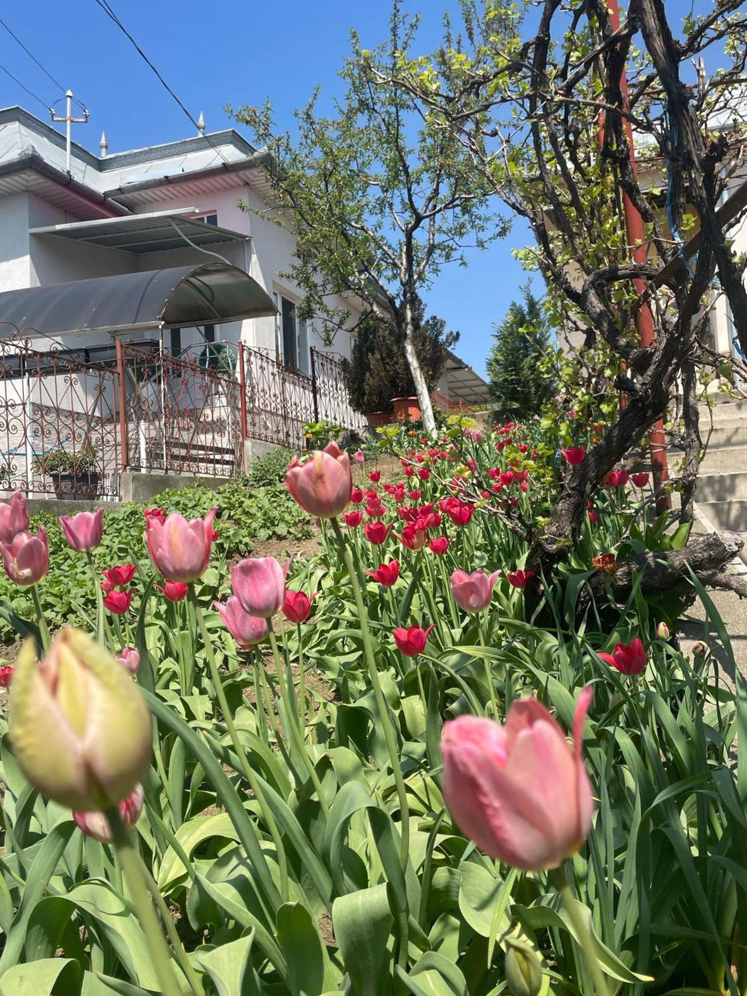Casa Matei Villa Turda Bagian luar foto